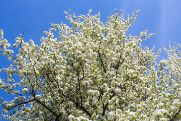 pear tree with flowers..