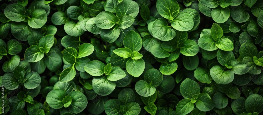 Poster detailed view of a cluster of vibrant green leaves in close proximity, showcasing intricate patterns