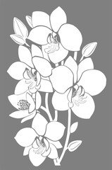 white graphic linear drawing of orchid flower on gray background, design