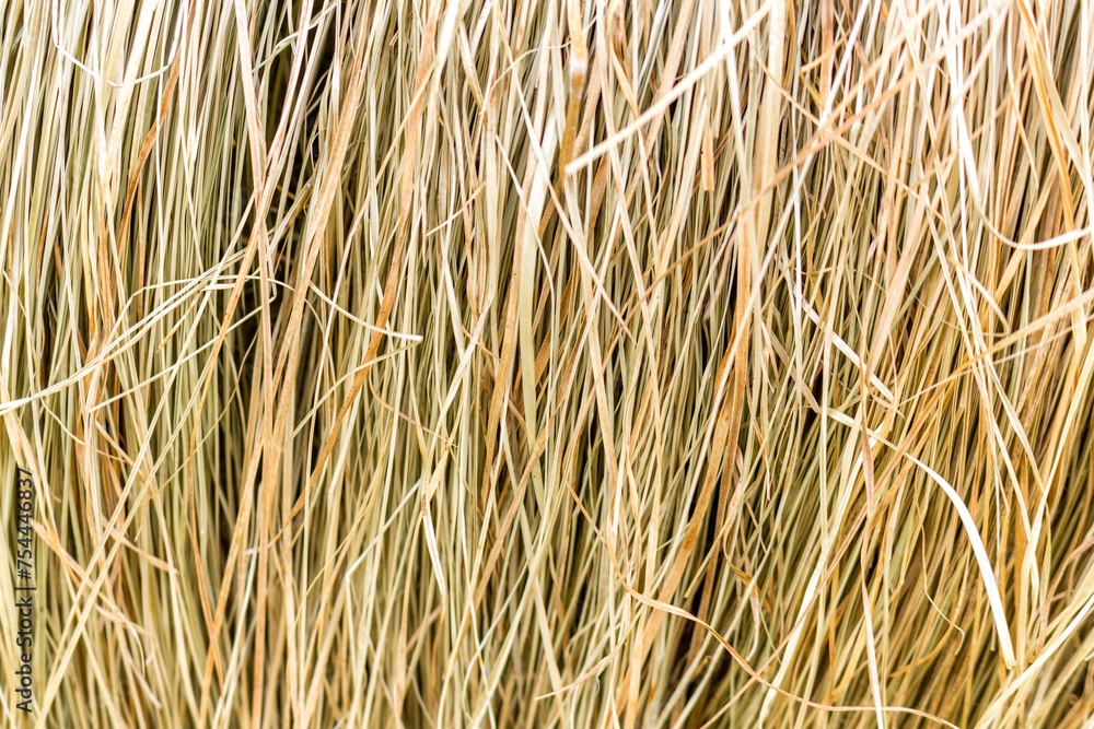 Wall mural dry grass