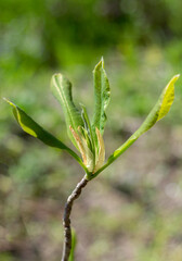 young magnolia leaves..