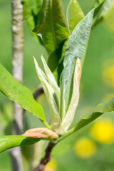 young magnolia leaves..