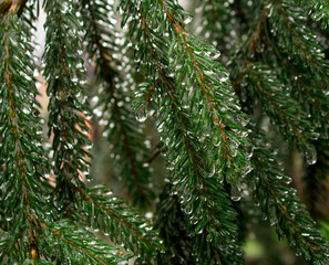 spruce branch with dew drops..
