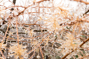 ice on dry grass