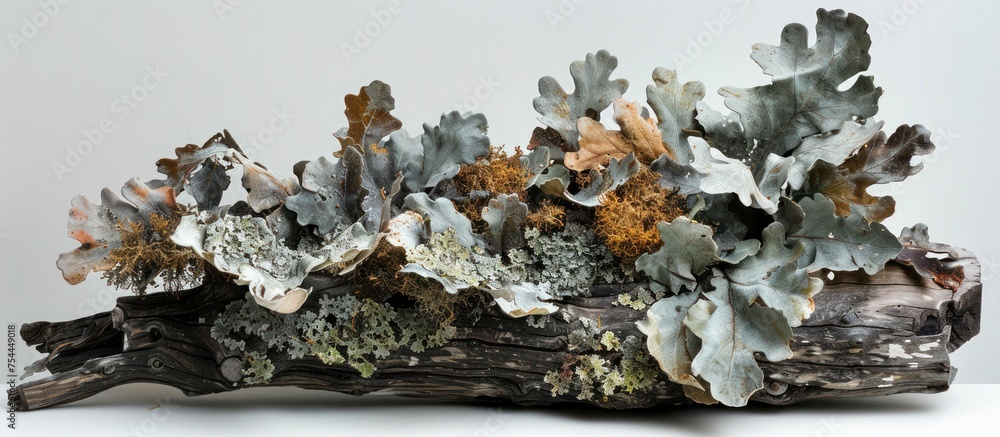 Poster a close-up view of a plant with decayed oak branch leaves resting on a table, showcasing intricate d