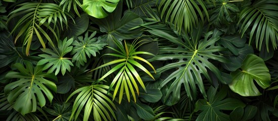 A dense wall of green palm leaves fills the frame, creating a vibrant and lush natural backdrop. - obrazy, fototapety, plakaty