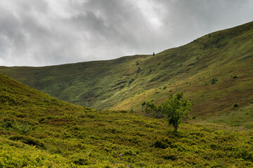 summer landscape in the mountains