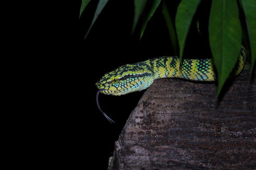 close-up of a head wagleri pit viper snakes on branch, tropidolaemus wagleri