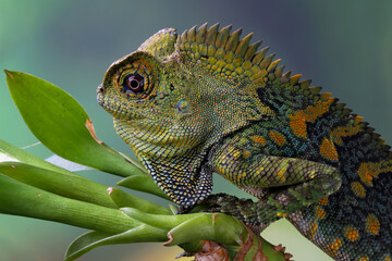 Forest dragon reptile on a branch, Gonocephalus chamaeleontinus