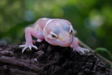 Baby leopard gecko lizard on branch , eublepharis macularius