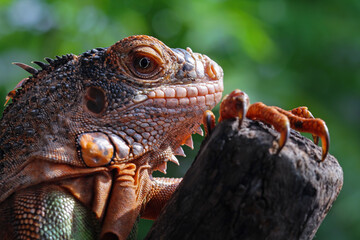 Close-up of a head red iguana, iguana lizard on branch