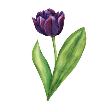 Watercolor Purple Tulip. Spring Violet Flowers illustration isolated on white background. Floral Clip Art for your design. Drawing for logo, stickers, invitation, print, scrapbooking, card