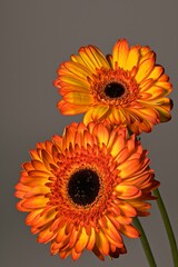 Orange Gerbera Daisy