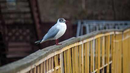 pigeon on a fence