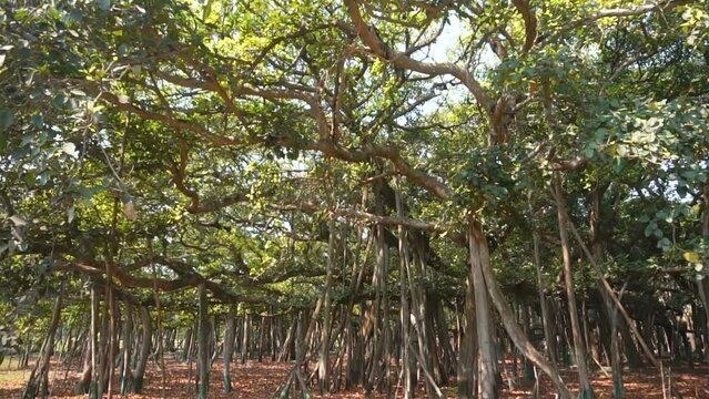 Video of the Great Banyan tree,Ficus benghalensis,at Acharya Jagadish Chandra Bose Indian Botanic Garden, Shibpur,Howrah,India.Largest tree specimen in the world in the Guinness Book of World Records.