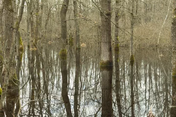 Foto auf Leinwand reflection of the forest in the water.. © Alla