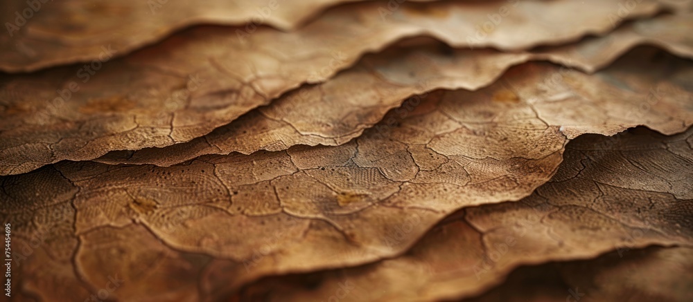 Poster A detailed view of a single brown leaf showing intricate textures and patterns.