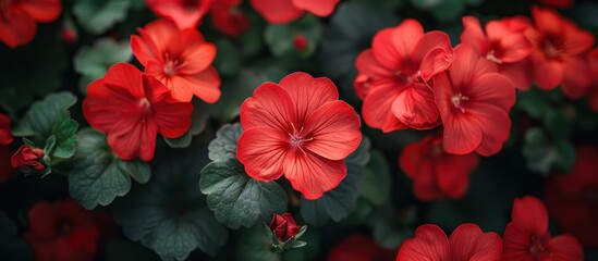 A cluster of vibrant red flowers surrounded by lush green leaves in a close-up shot.