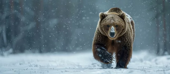 Foto op Aluminium A brown bear identified as Ursus arctos walks through a snow covered forest, showing its natural habitat during winter. © FryArt Studio