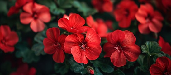 Close up shot of a bunch of red flowers with vibrant green leaves.