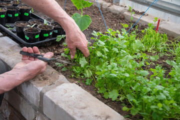 Naklejka premium man cutting harvest of fresh parsley and cilantro with scissors in greenhouse, spring garden work,growing organic greens