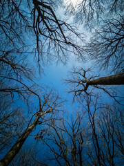 tree trunk and branches in perspective