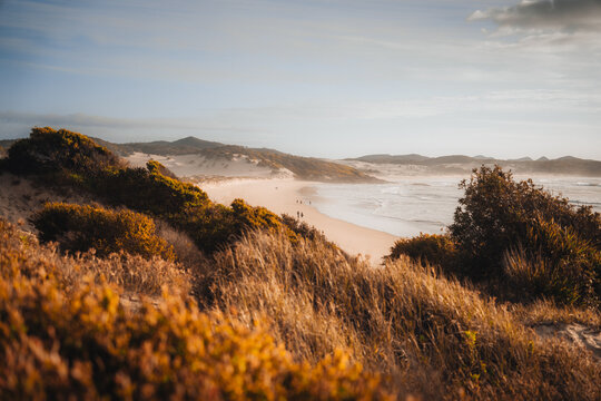 Aerial Drone view One Mile Beach during sunrise sunset with sand dunes. Forster, Great Lakes, Australia
