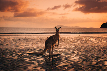 Kangaroo Wallaby at the beach during sunrise in cape hillsborough national park, Mackay. Queensland, Australia.