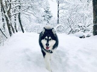 Alaskan malamute in the snow