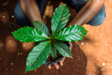 Person holding a young coffee plant - 754462032