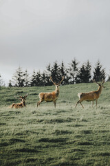 Naklejka na ściany i meble A herd of deer in a field