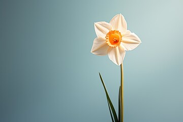 Daffodil flower on a pastel simple colored solid background