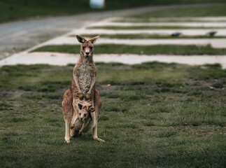 Australian western grey kangaroo with baby joey in pouch, new south wales, australia
