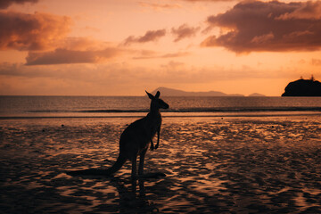 Kangaroo Wallaby at the beach during sunrise in cape hillsborough national park, Mackay. Queensland, Australia.