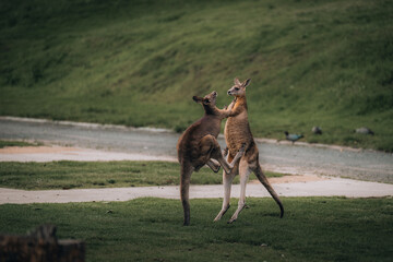 Macropus giganteus - Two Eastern Grey Kangaroos fighting with each other in Australia. Animal cruel...