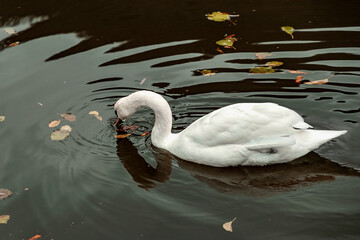 The elegance of nature. One white swan swims in a pond on the lake. A white swan on the water on a cloudy day. A swan in an open-air pond. A white swan in a park pond. 