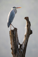 Grey Heron - Ardea cinerea, large common gray heron from worldwide lakes and rivers, Nagarahole Tiger Reserve, India. - 754465034
