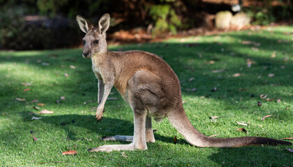 Naklejka na ściany i meble Wild Kangaroo in Halls Gap, Grampians, Victoria, Australia.