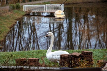 A swan pair is two swans in the grass. Swans are the largest species of waterfowl. Birds in the...