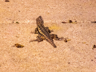 Lizzard