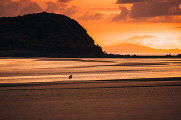 Kangaroo Wallaby at the beach during sunrise in cape hillsborough national park, Mackay. Queensland, Australia.