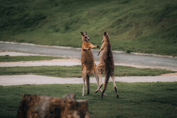 Macropus giganteus - Two Eastern Grey Kangaroos fighting with each other in Australia. Animal cruel...