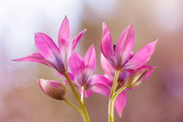 Wiosenne kwiaty. Tulipany Botaniczne.