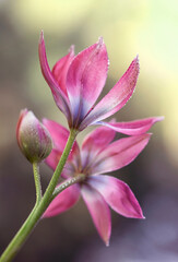 Wiosenne kwiaty. Tulipany Botaniczne.