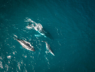 Humpback whale and calf aerial drone shot sleeping on the surface of the ocean in Australia, New...