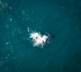 Humpback whale and calf aerial drone shot sleeping on the surface of the ocean in Australia, New South Wales.
