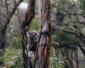 Koala in the wild with gum tree on the Great Ocean Road, Australia. Somewhere near Kennet river. Victoria, Australia.