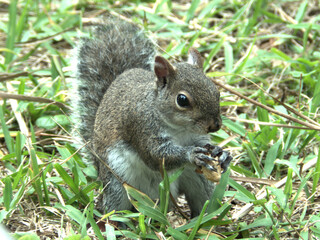 Eichhörnchen in Südflorida