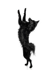 a black croatian sheepdog dog standing on hind legs on a white background in the studio