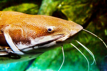 The head of the red-tailed catfish (Latin Phractocephalus hemioliopterus) is gray with long whiskers against the background of seabed stones. Marine life, fish, subtropics.
